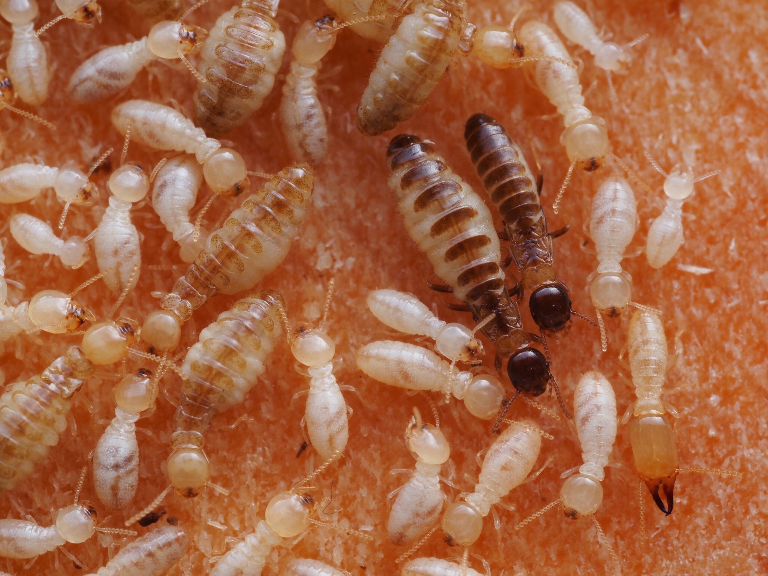 Une modification chimique interne responsable de l&rsquo;effondrement soudain des colonies de termites