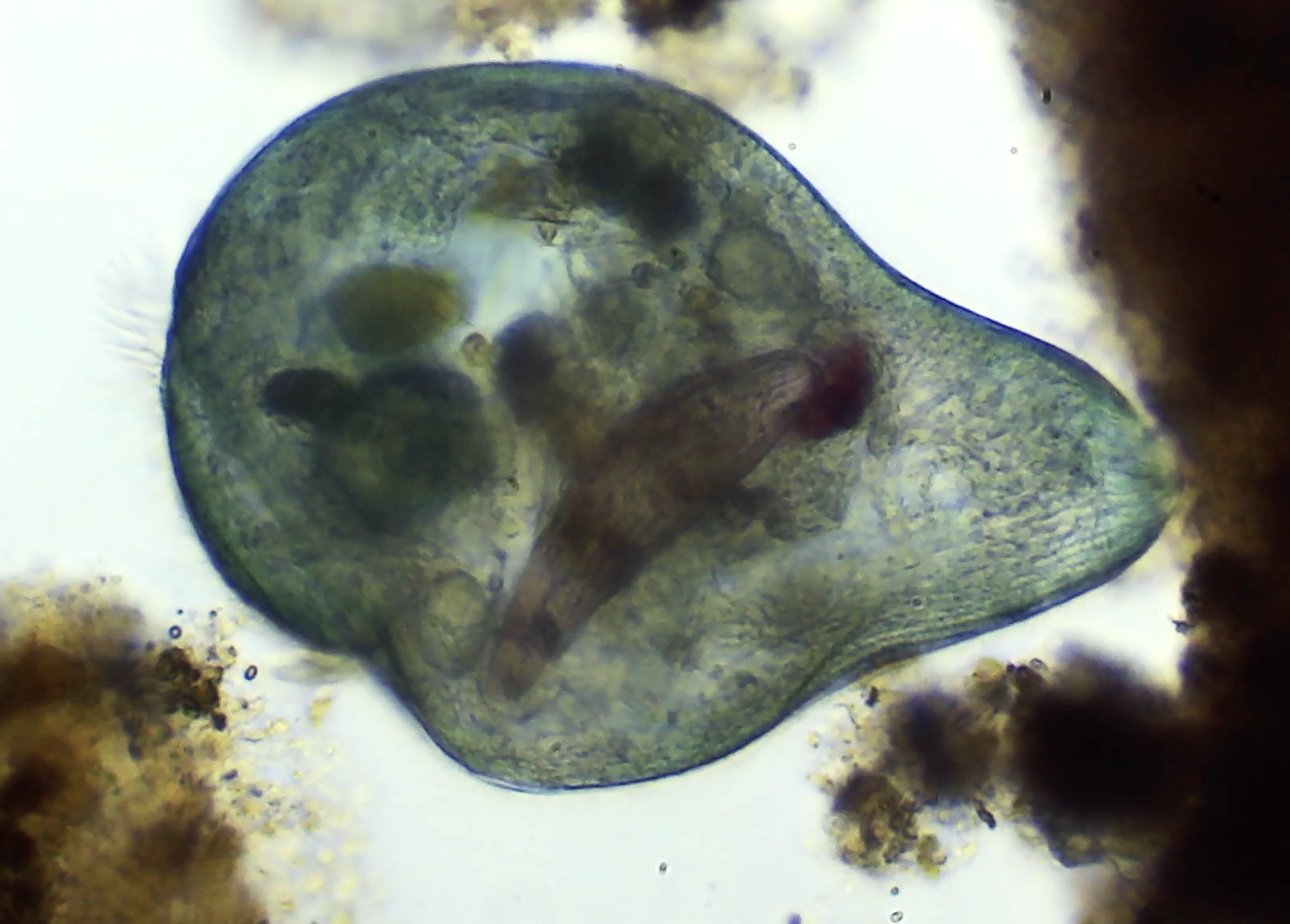 Ces organismes unicellulaires, sans cerveau, montrent une étonnante capacité d’apprentissage selon les scientifiques