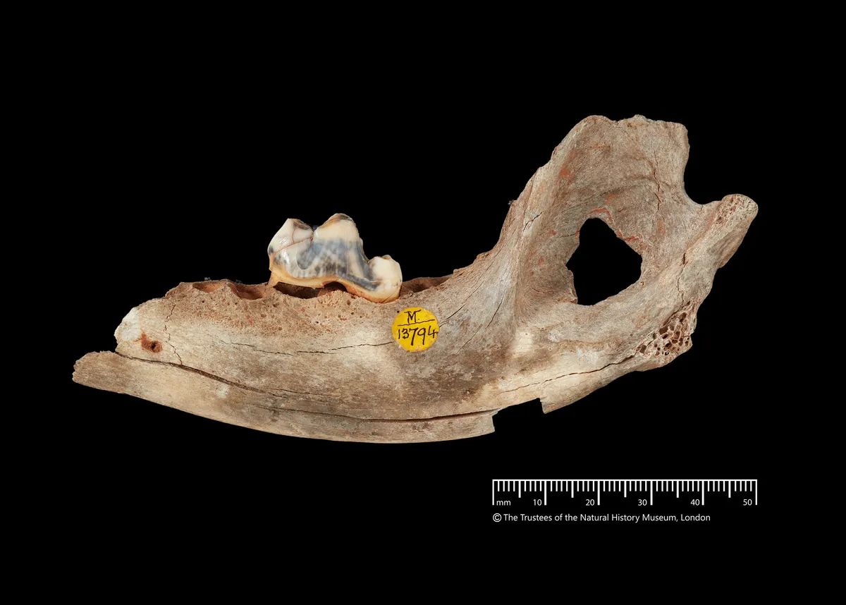 Un chien découvert en Turquie repousse les origines de la domestication à 15 800 ans