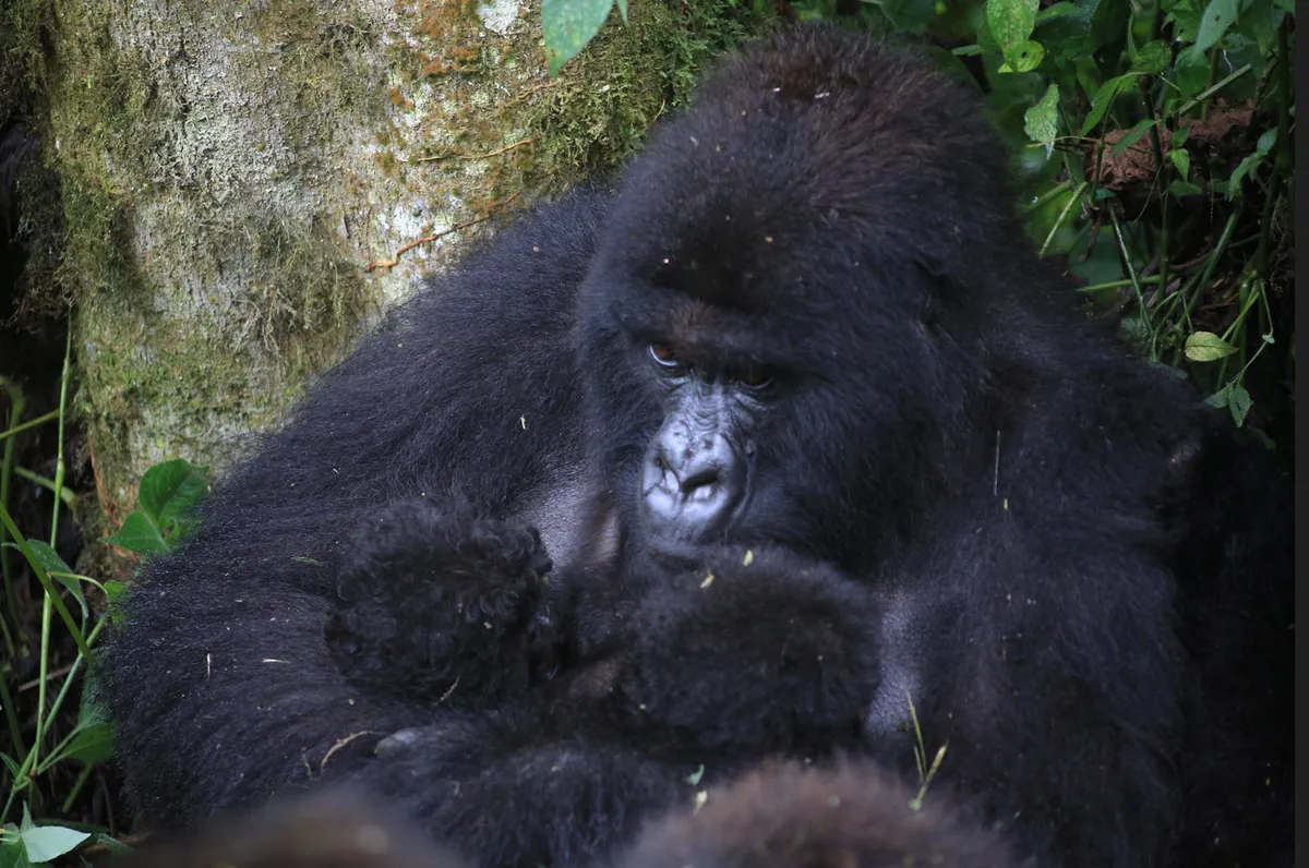 Des jumeaux de gorilles de montagne “exceptionnellement rares” naissent pour la deuxième fois cette année