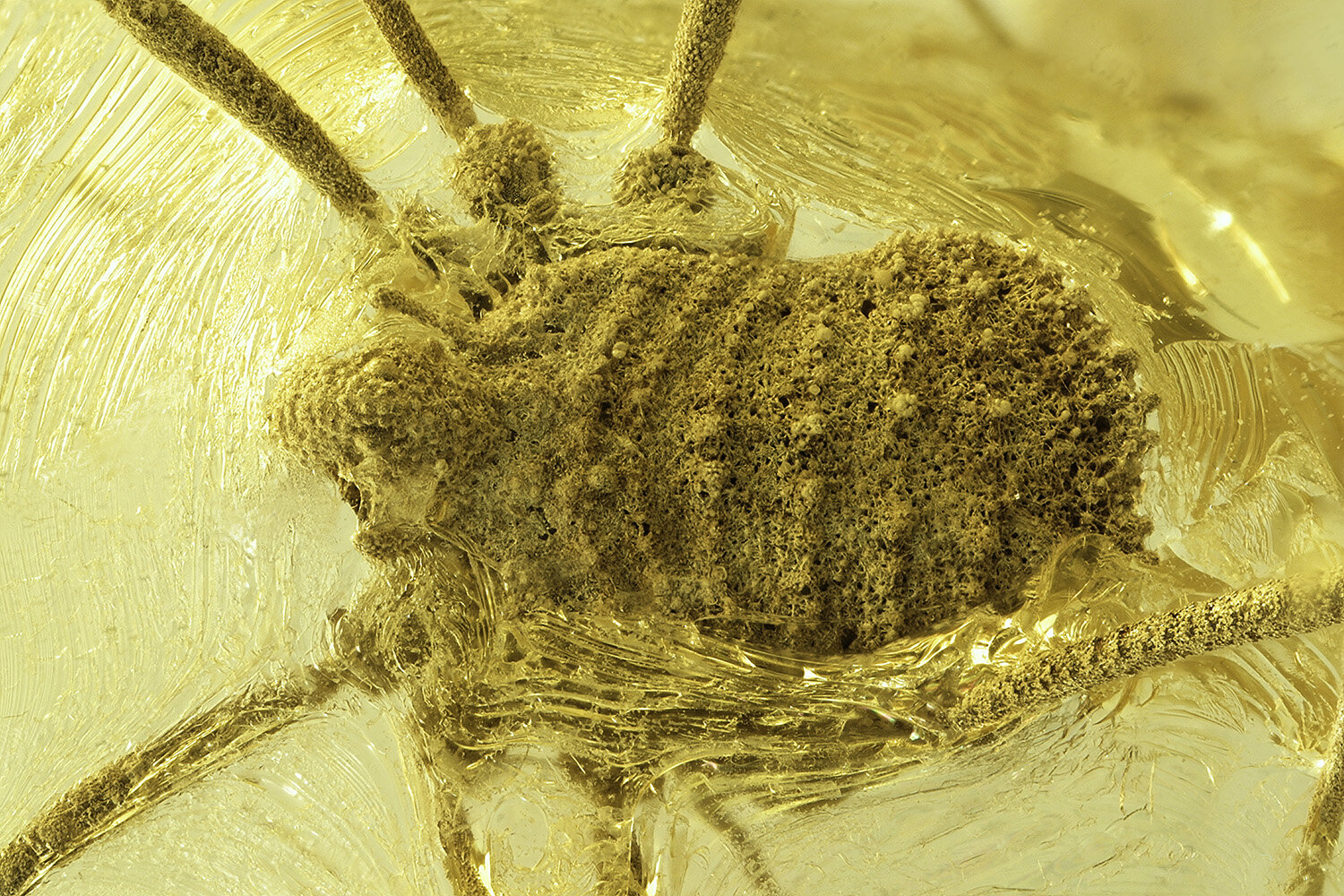 Des faucheux exotiques ont autrefois vécu en Europe