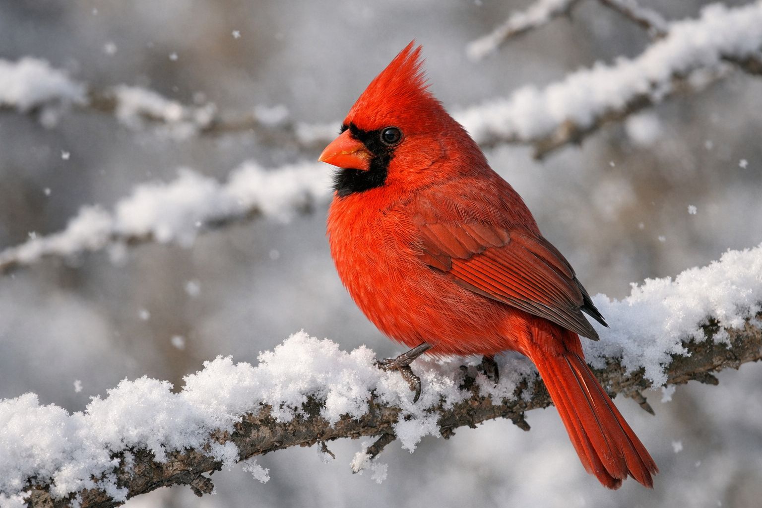 Le mystère du cardinal rouge : que signifie l&rsquo;apparition de cet oiseau fascinant ?