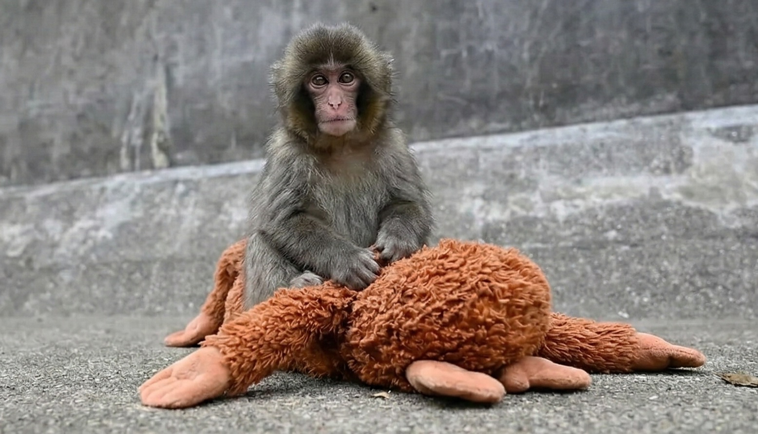 Des scientifiques révèlent le sort tragique qui menace Punch, le singe rejeté par les autres animaux