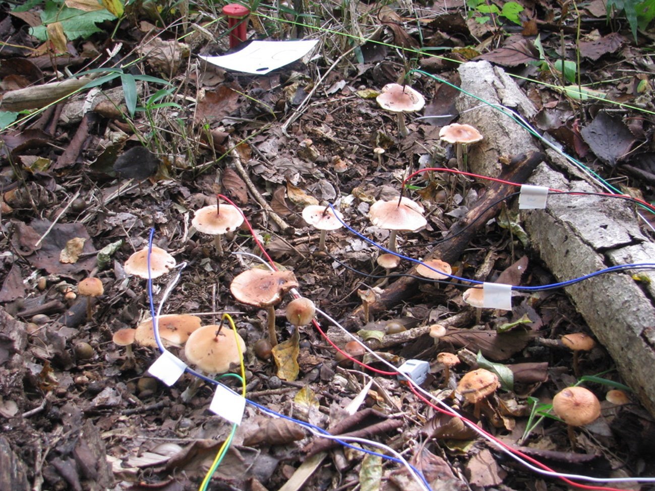 Comment les réseaux de champignons bavards diffusent vos secrets d’urination publique