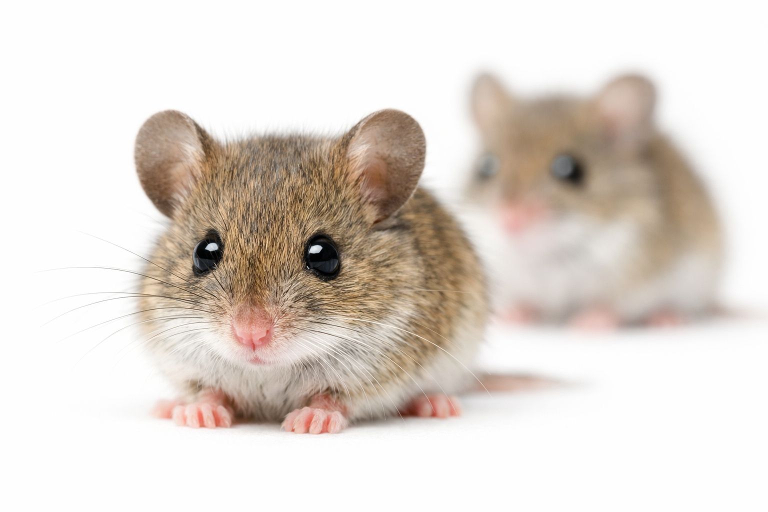 Clonage sur 58 générations : l&rsquo;expérience scientifique qui remet en question la survie des mammifères