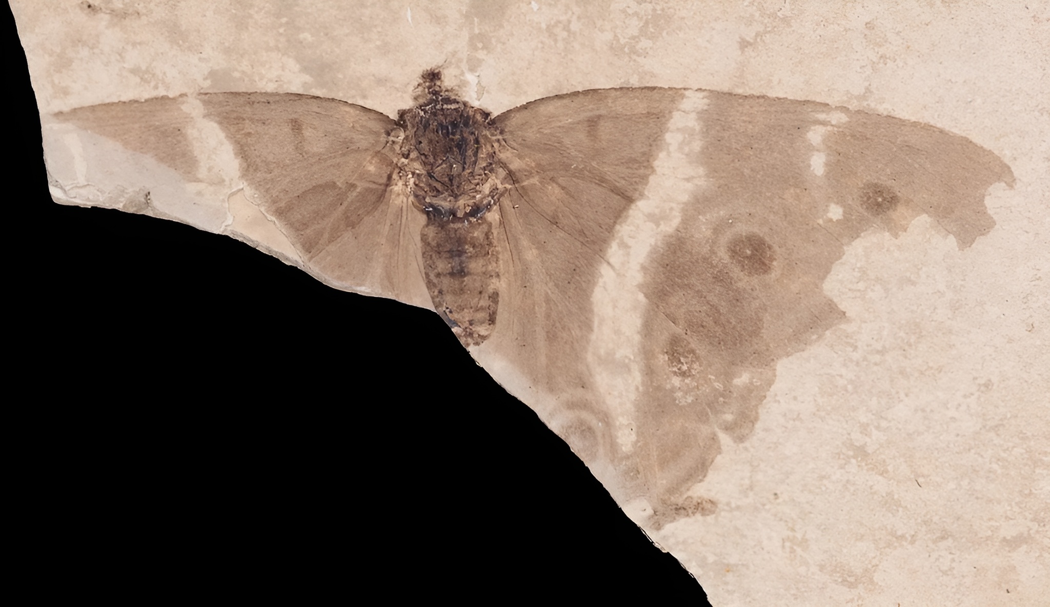Ce fossile parfaitement conservé de 34 millions d’années révèle le plus ancien papillon empereur