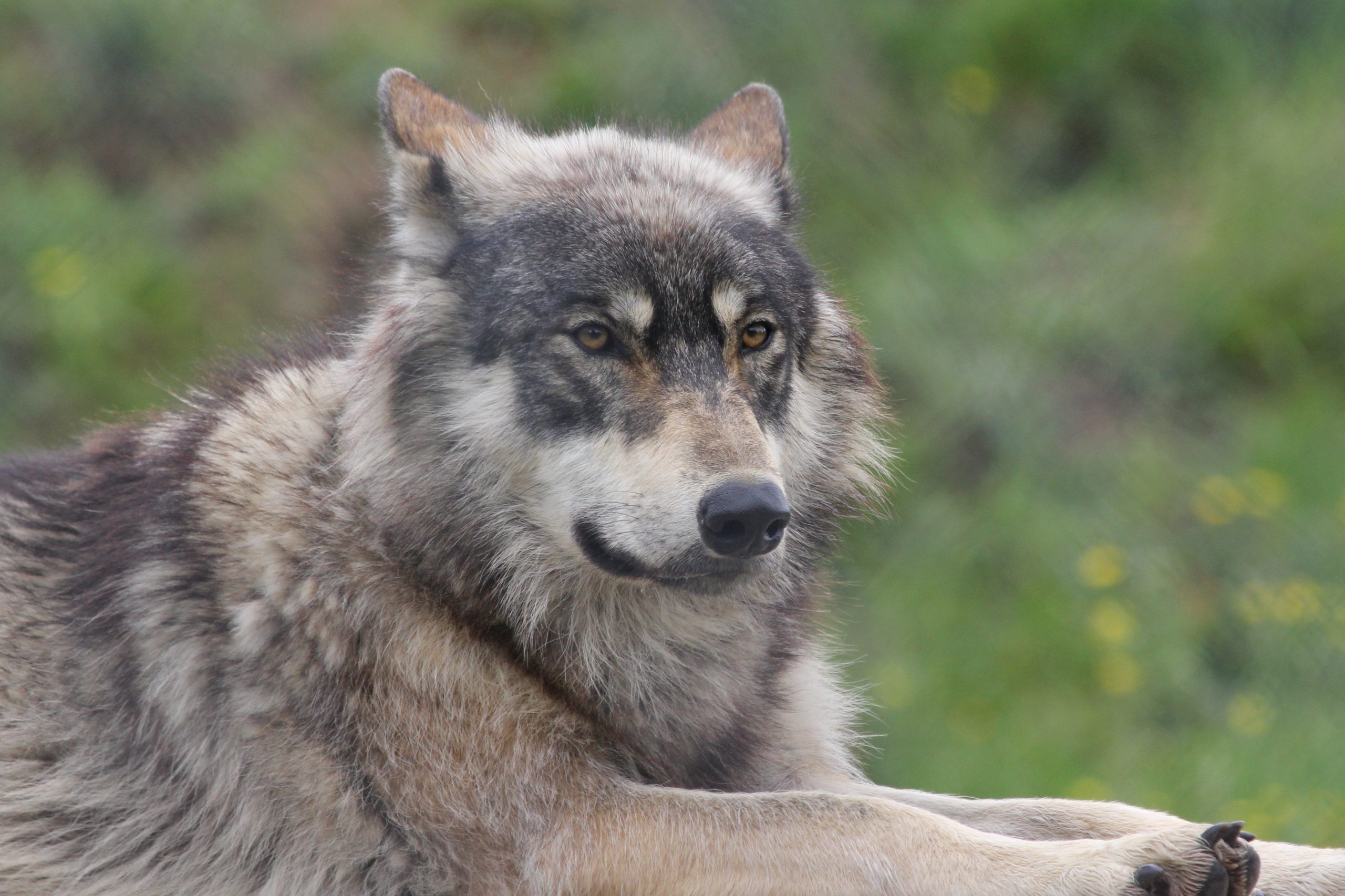 North American Wolf 1096 (7263549082).jpg