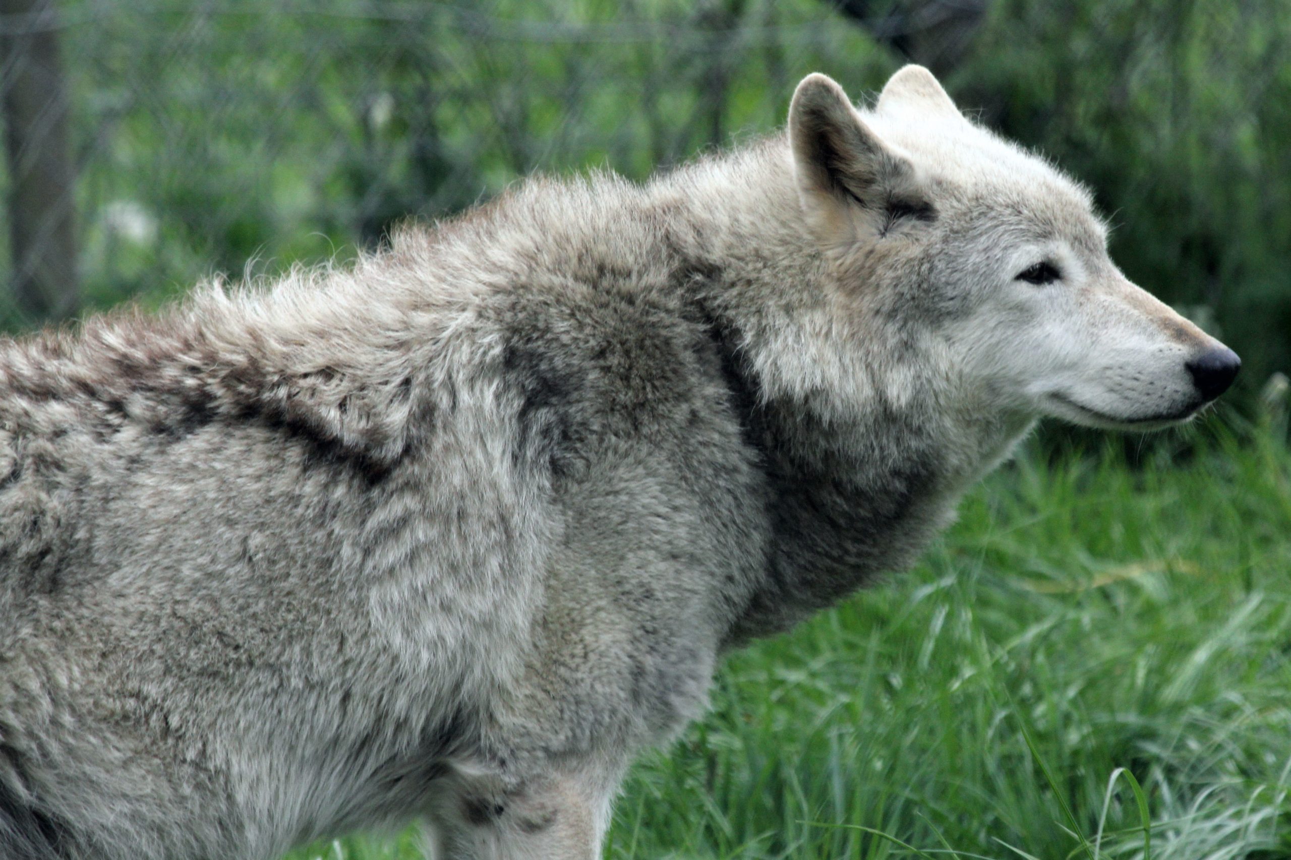 North American Wolf 1078 (7263531070).jpg