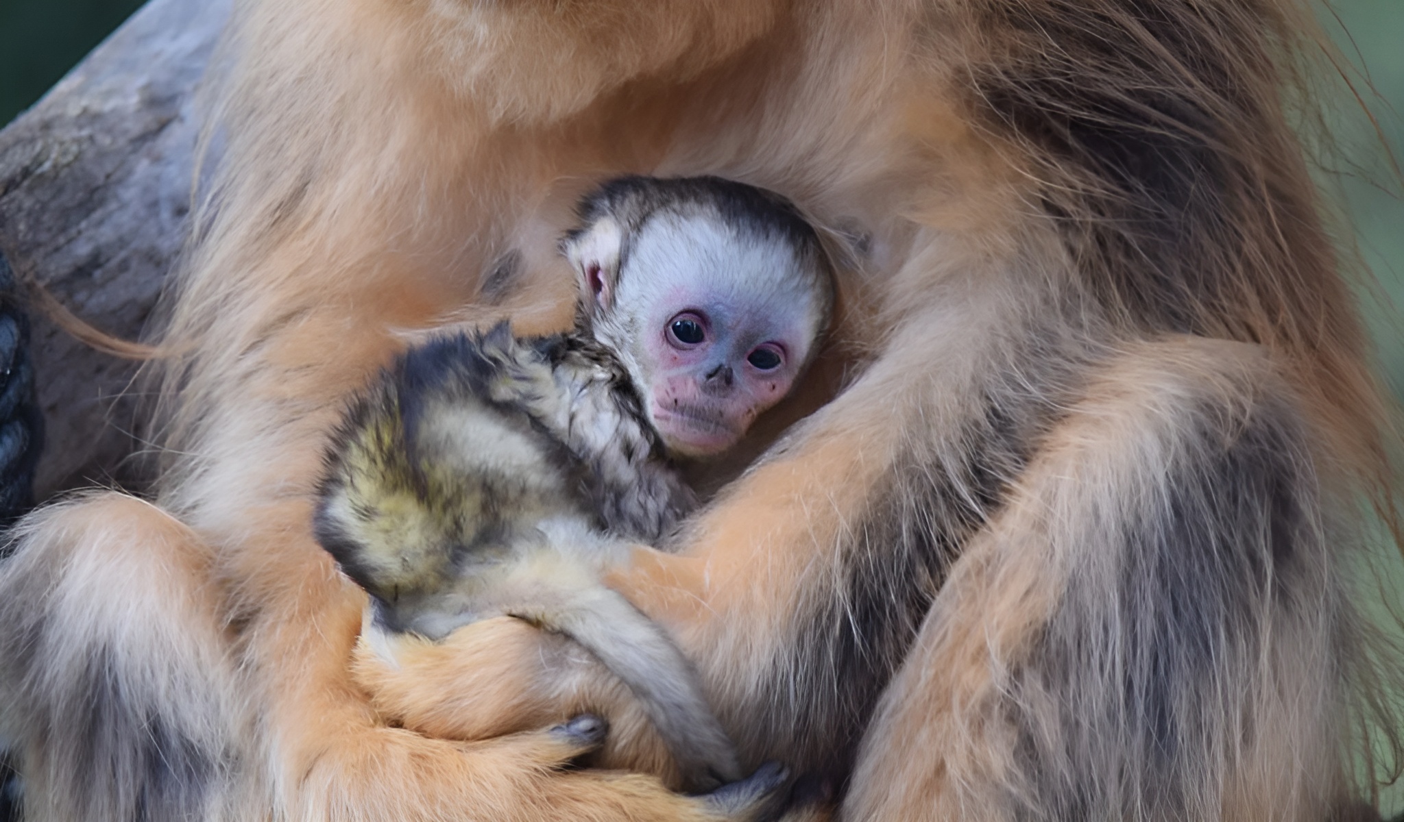 Insolite et adorable : un singe doré au nez retroussé est né hors d’Asie pour la première fois