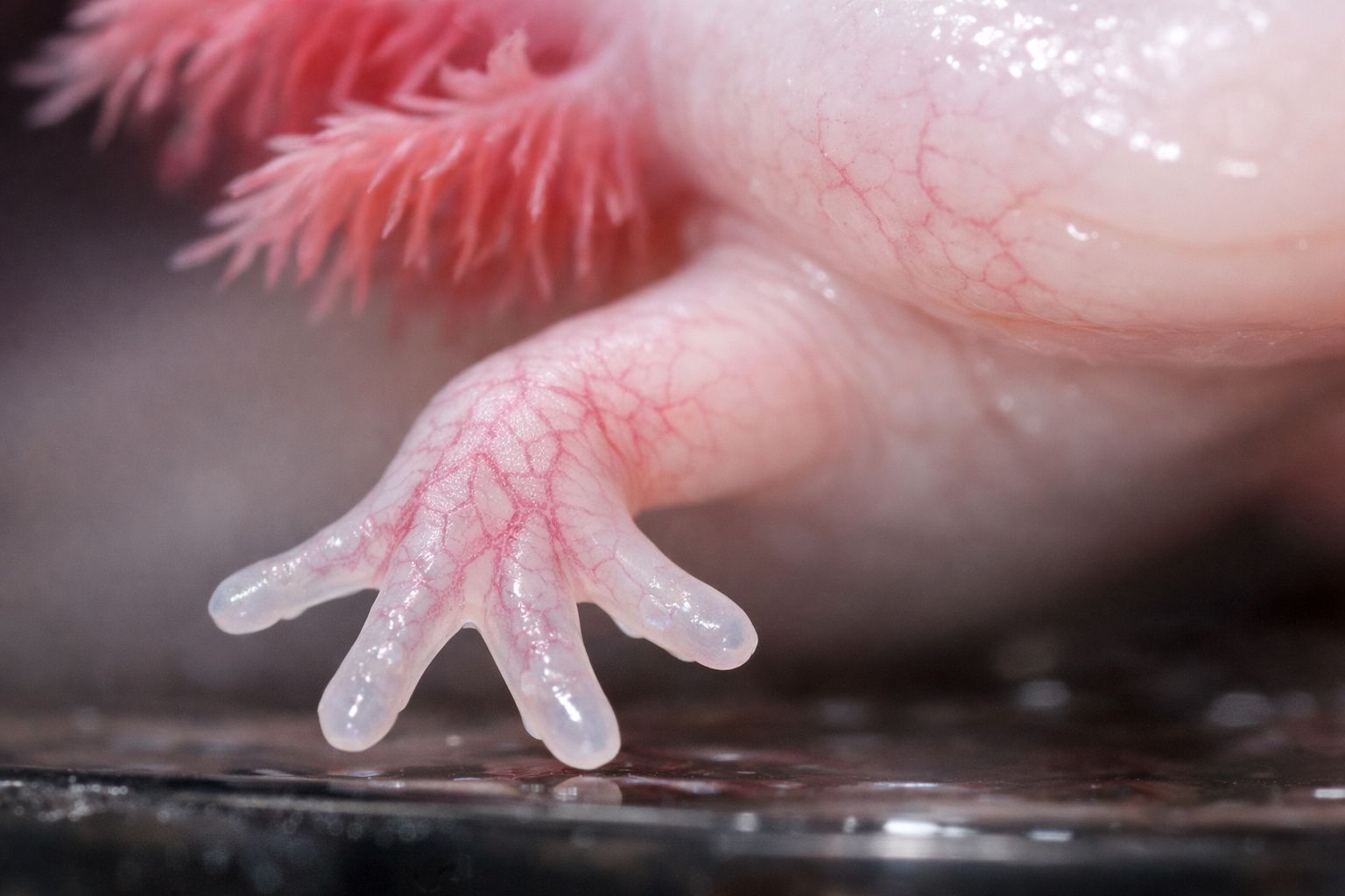 Certains amphibiens peuvent régénérer des membres perdus : une simple méthode pourrait être un premier pas pour activer ce pouvoir chez les mammifères