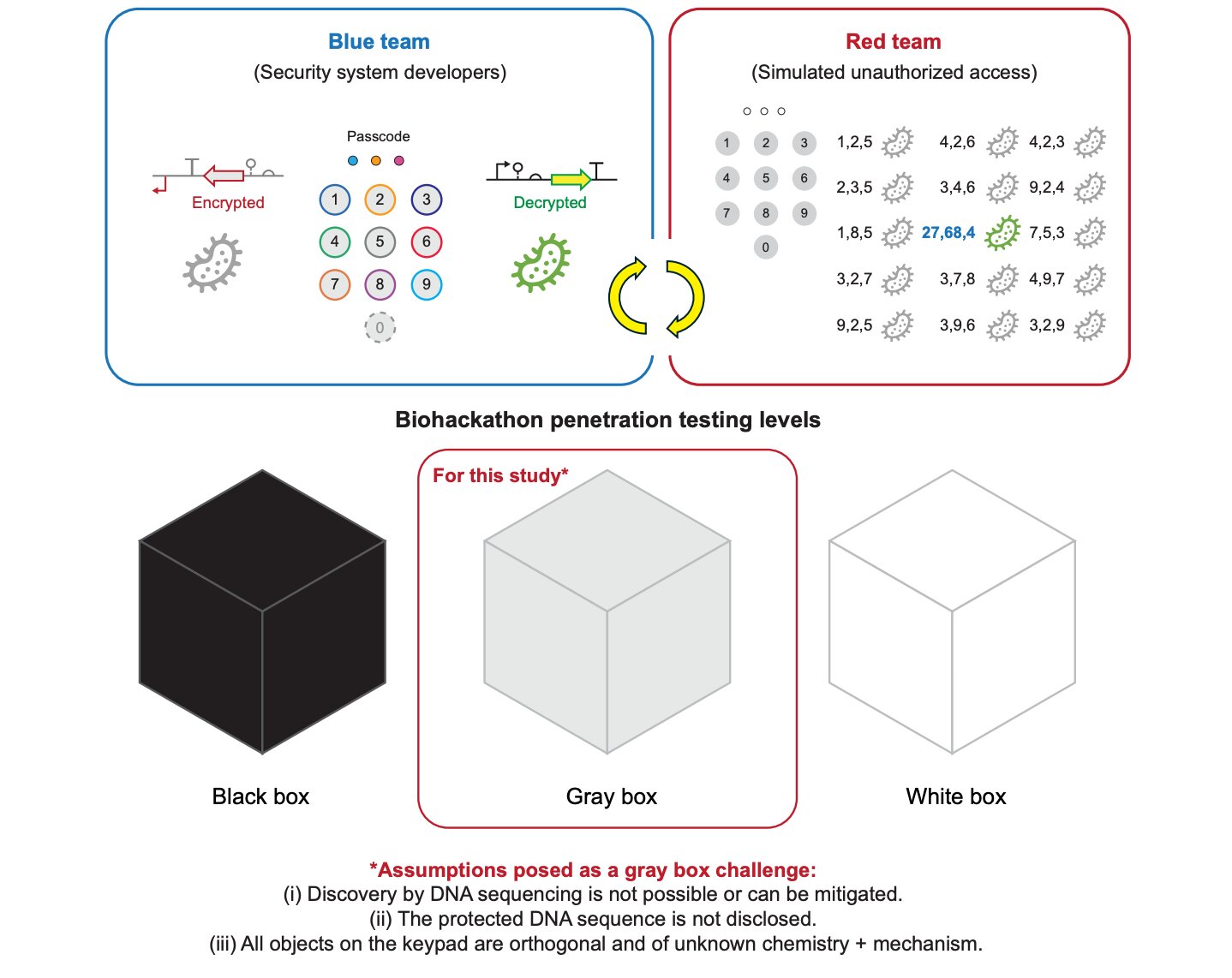Hackers dépassés : une nouvelle encryption ADN protège les cellules modifiées de l’intérieur