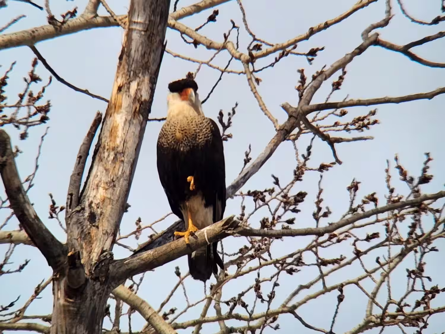 Québec : un oiseau rare observé ce week-end attire l’attention des ornithologues