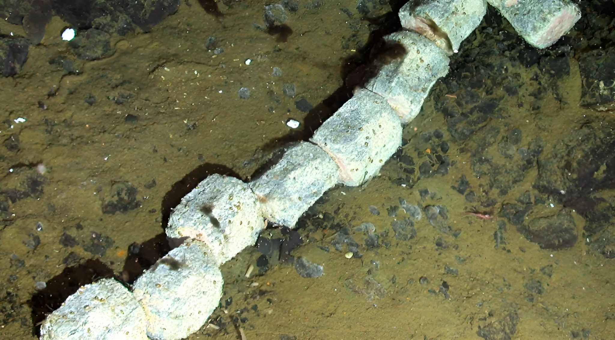 Des scientifiques découvrent une carcasse de baleine à 1 444 m sous l’océan Antarctique, révélant les mystères des profondeurs
