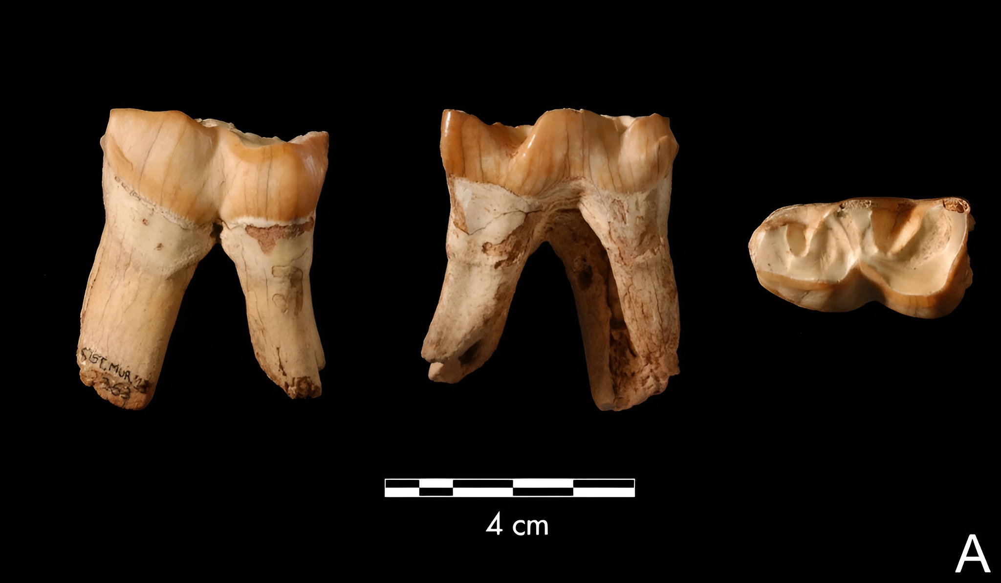 De l’Espagne à la Chine, les Néandertaliens accumulaient des dents de rhinocéros, peut-être utilisées comme outils