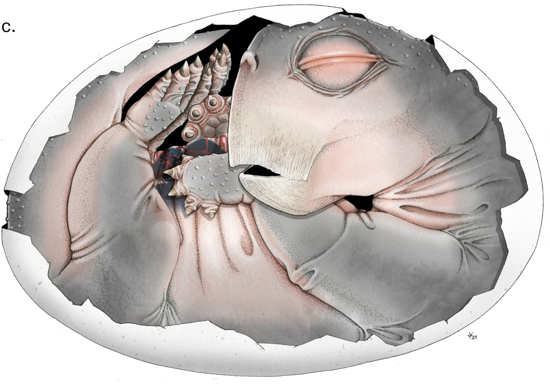 Découverte majeure en Afrique du Sud : un fossile qui réécrit l’histoire des mammifères