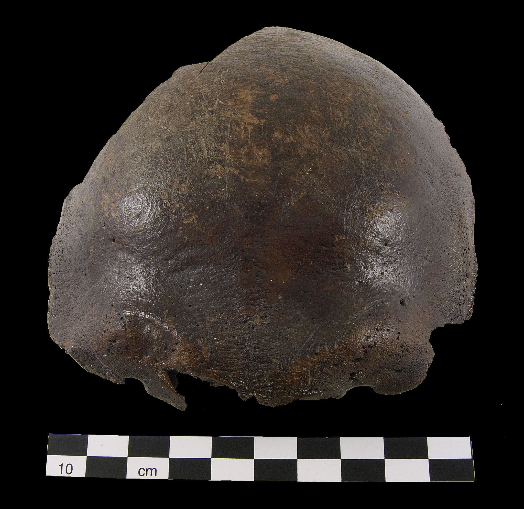 Schädel Hahnöfersand front.jpg