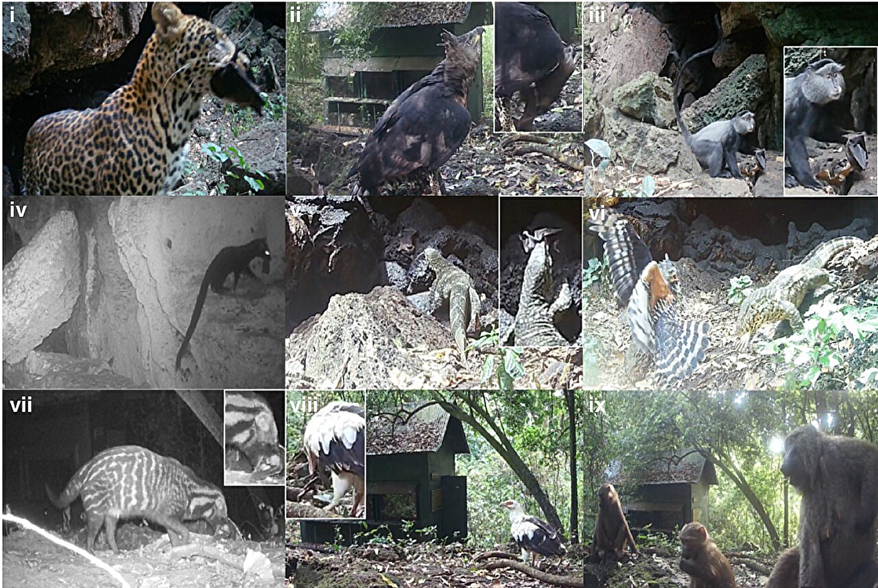 La grotte aux pythons d’Ouganda révèle comment une épidémie de virus Marburg pourrait débuter