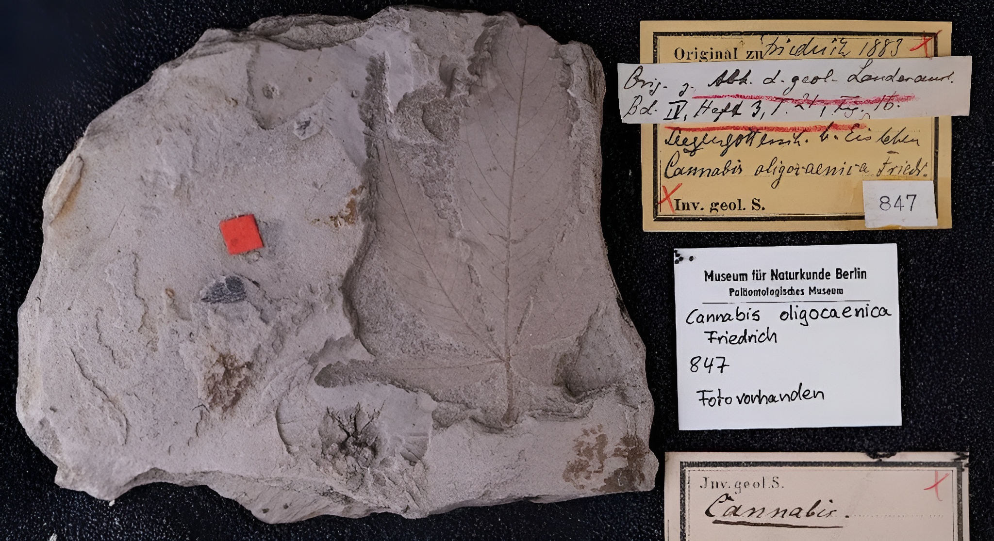 Un fossile vieux de 56 millions d’années pourrait être la plus ancienne plante de cannabis connue, avec 30 millions d’années d’avance