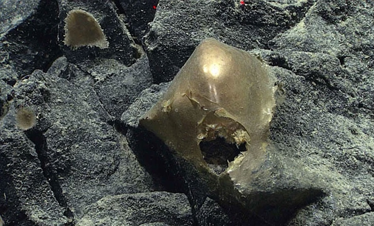 Une mystérieuse « sphère dorée » découverte au large de l’Alaska a enfin été identifiée