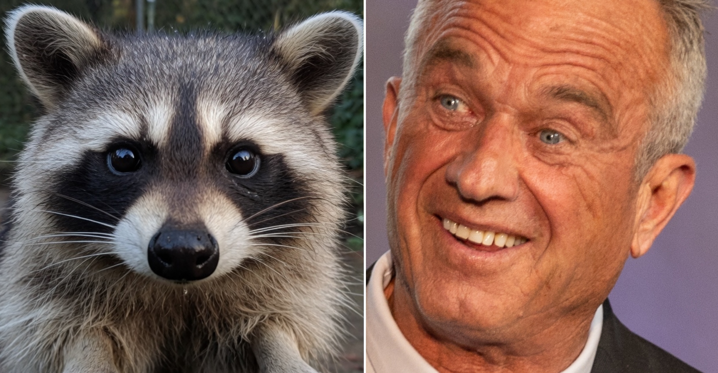 RFK Jr. affirme avoir mutilé un raton laveur lors d’un trajet en famille