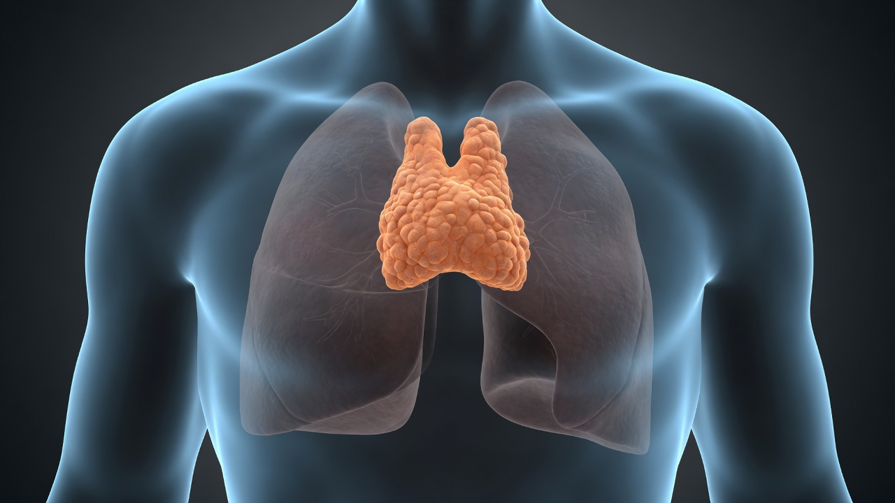 Un organe méconnu du corps pourrait jouer un rôle dans la longévité et le cancer