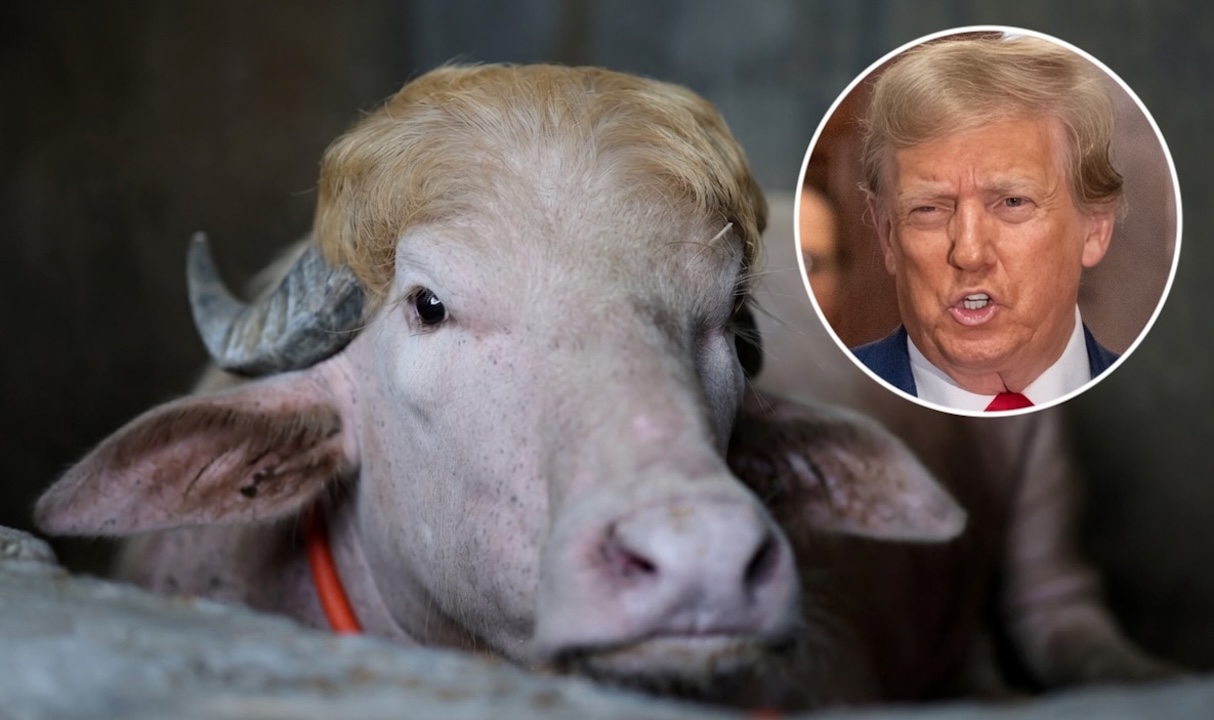 Au Bangladesh, un buffle rare surnommé « Donald Trump » attire les foules en raison de sa ressemblance