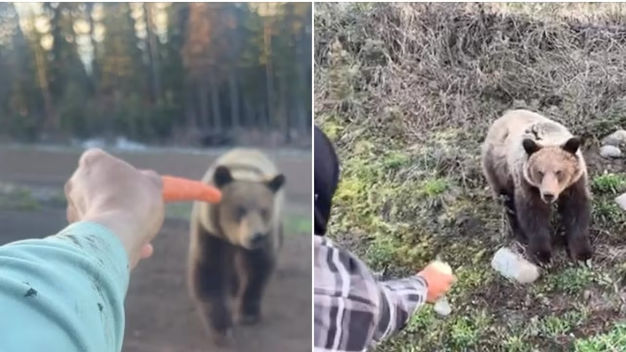 Après la mort d’un ours ayant attaqué un homme au Canada : enquête sur le nourrissage des ours et amendes jusqu’à 100 000 $