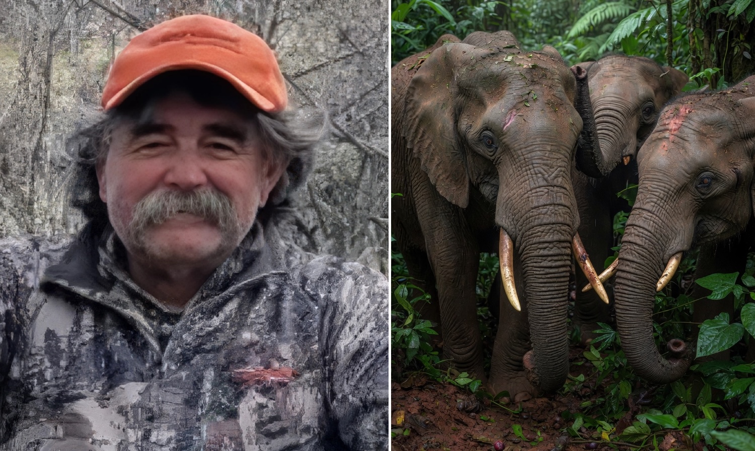 Un millionnaire américain chasseur de safari tué par des éléphants en pleine traque d’antilope