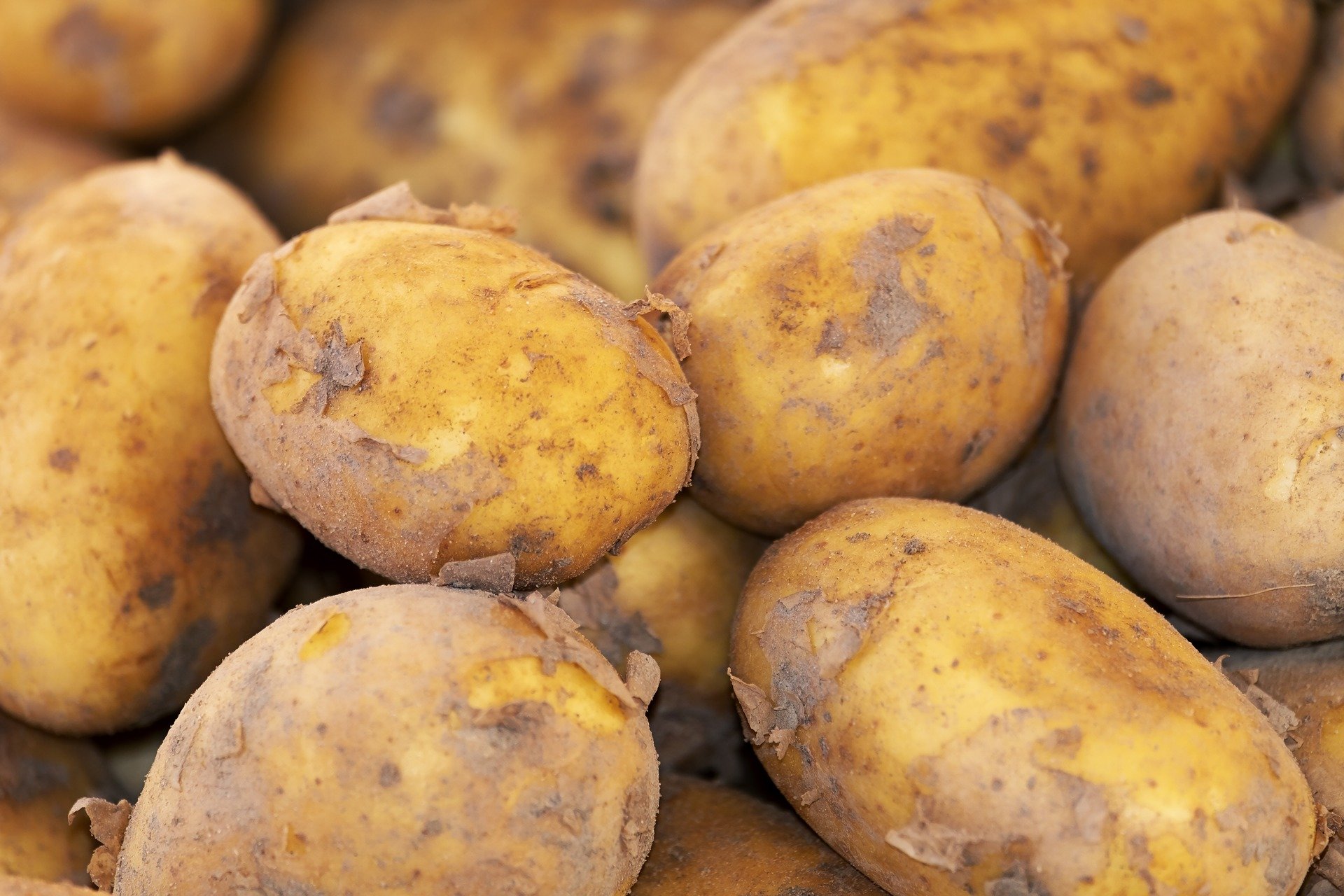 Les Andéens autochtones possèdent un « superpouvoir » digestif, peut-être lié aux pommes de terre