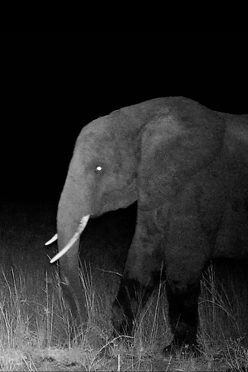 La génétique relie les « éléphants fantômes » d’Angola à des populations situées à des centaines de kilomètres
