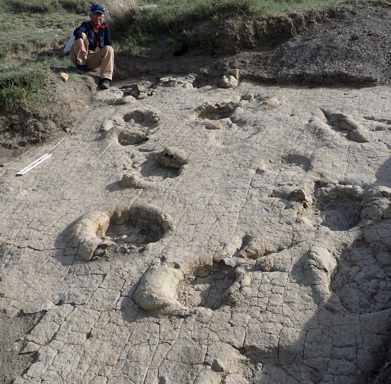 Une piste de dinosaures vieille de 120 millions d’années, perdue depuis 70 ans, révèle des espèces géantes jusqu’en Mongolie