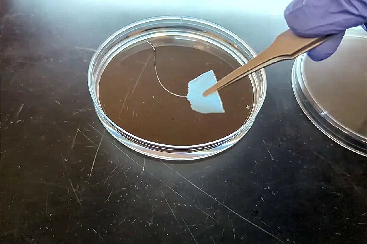 De nouveaux textiles protéiques recyclables pourraient réduire la pollution microplastique et les déchets vestimentaires