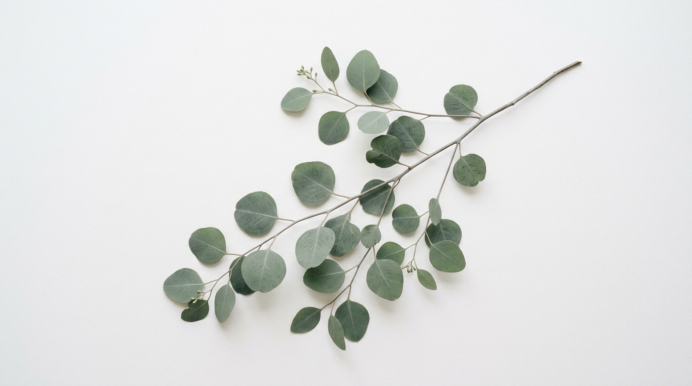 9. L'huile d'eucalyptus