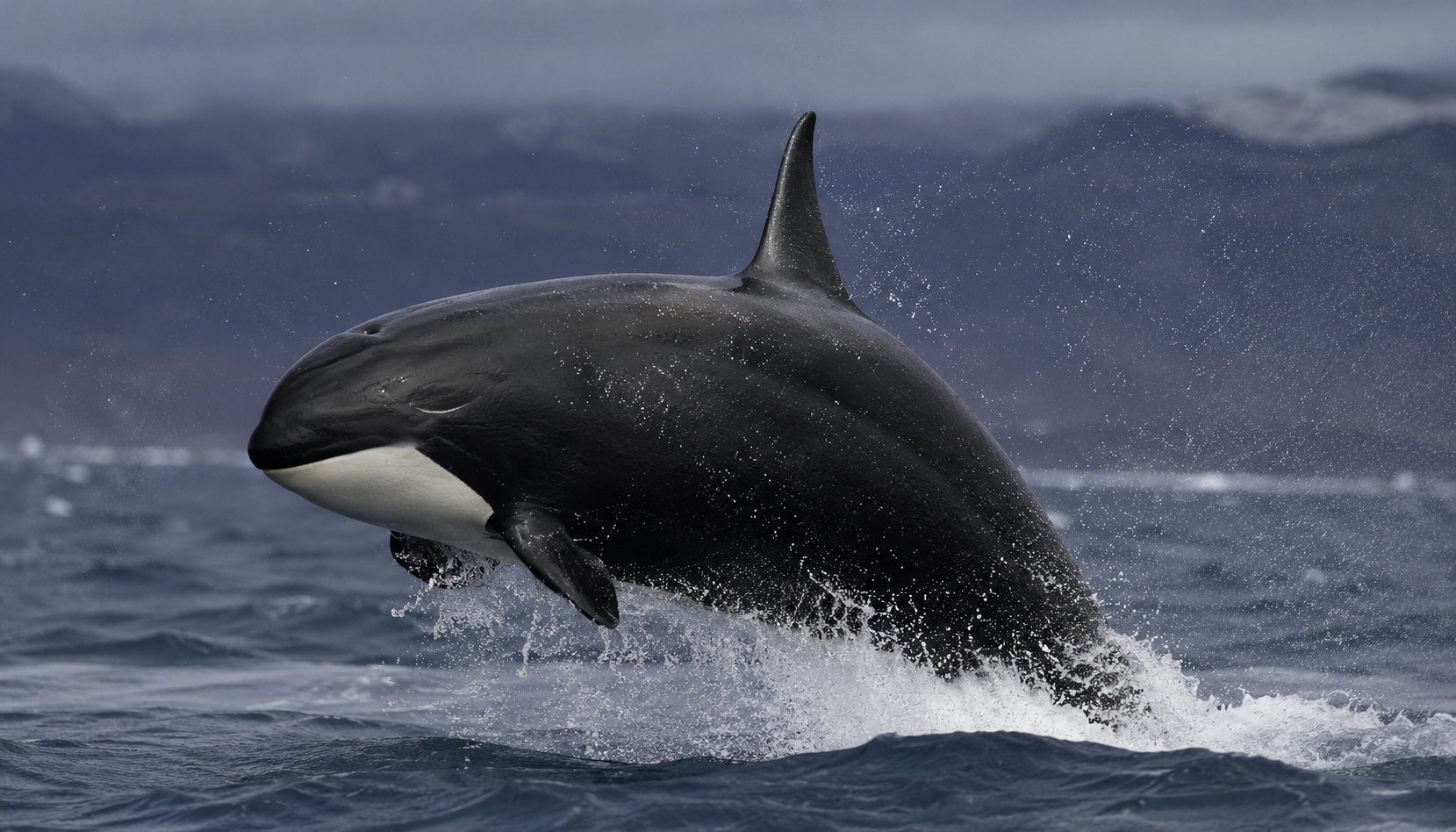 Mystère océanique : les incroyables migrations des orques de type D enfin révélées