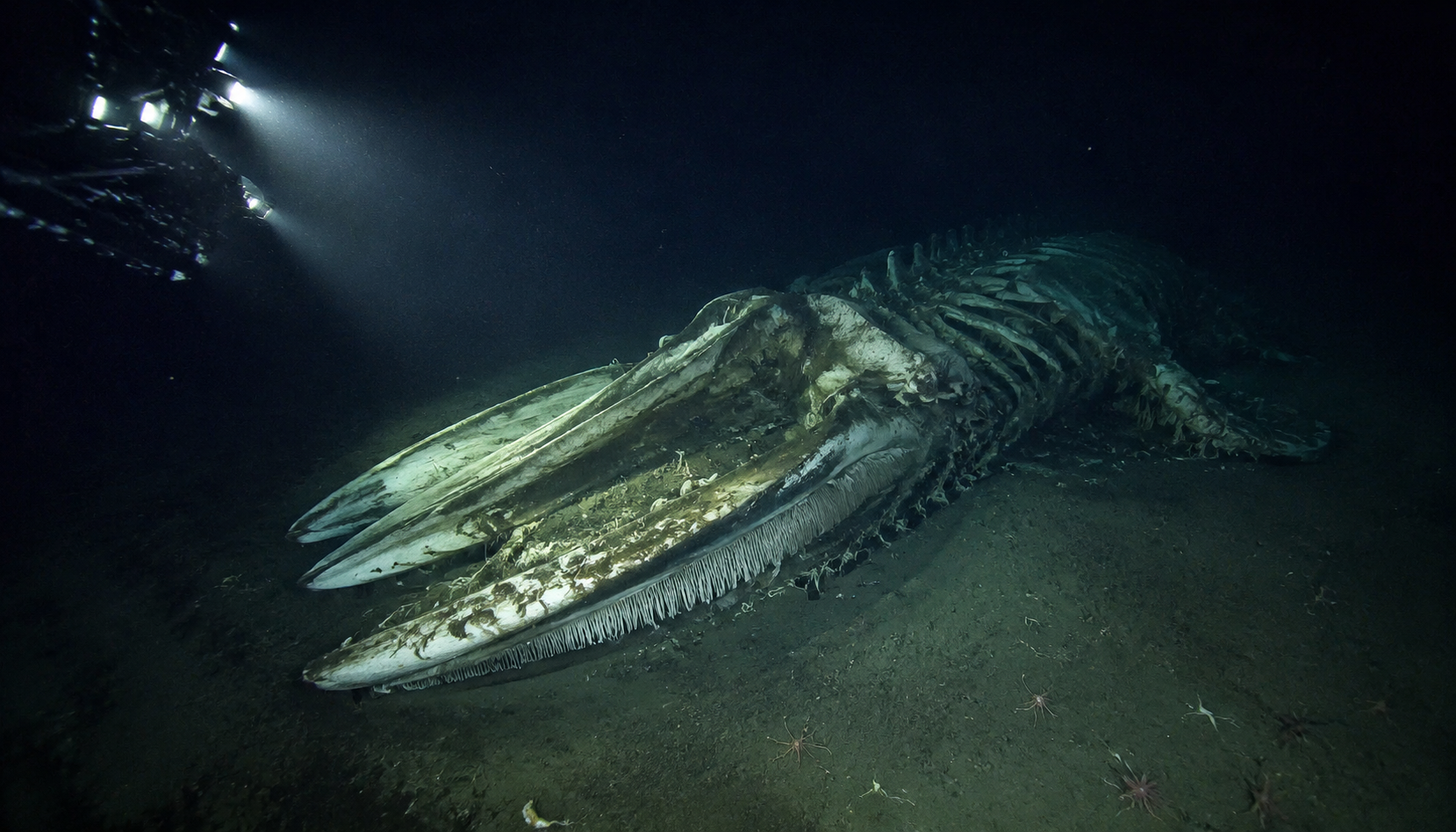 En 2009, une immense carcasse de baleine découverte au fond du Pacifique a été observée par des scientifiques pendant 15 ans