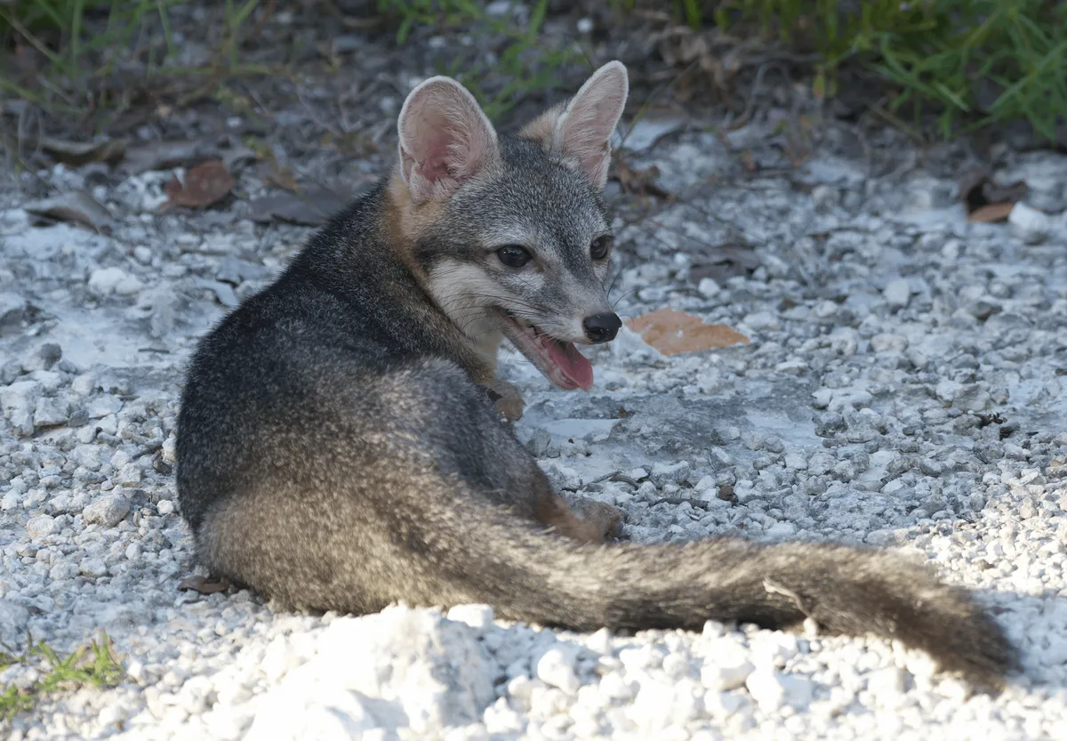 Le renard nain de Cozumel photographié pour la première fois : une espèce que l'on croyait éteinte resurgit