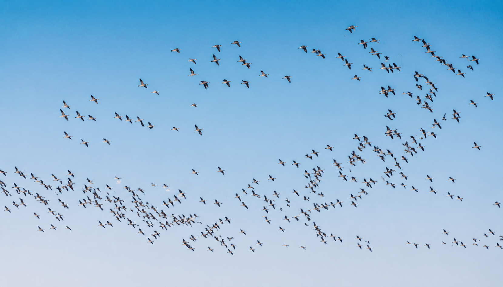 Pourquoi les oiseaux défient Newton : une nouvelle théorie pourrait améliorer les modèles de vols, de foules et de cellules