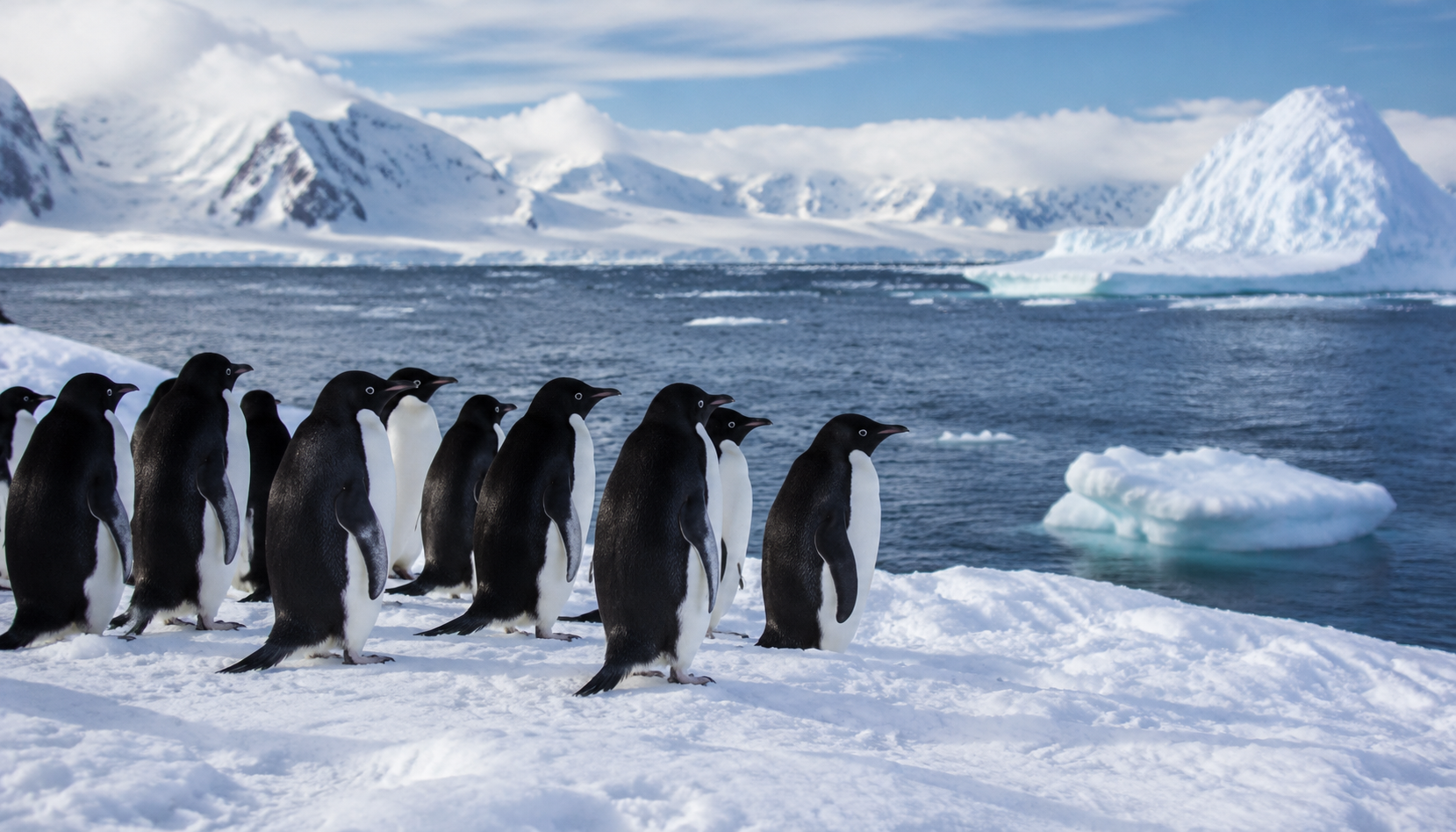 Les manchots affamés modifient leur stratégie de pêche en imitant leurs congénères