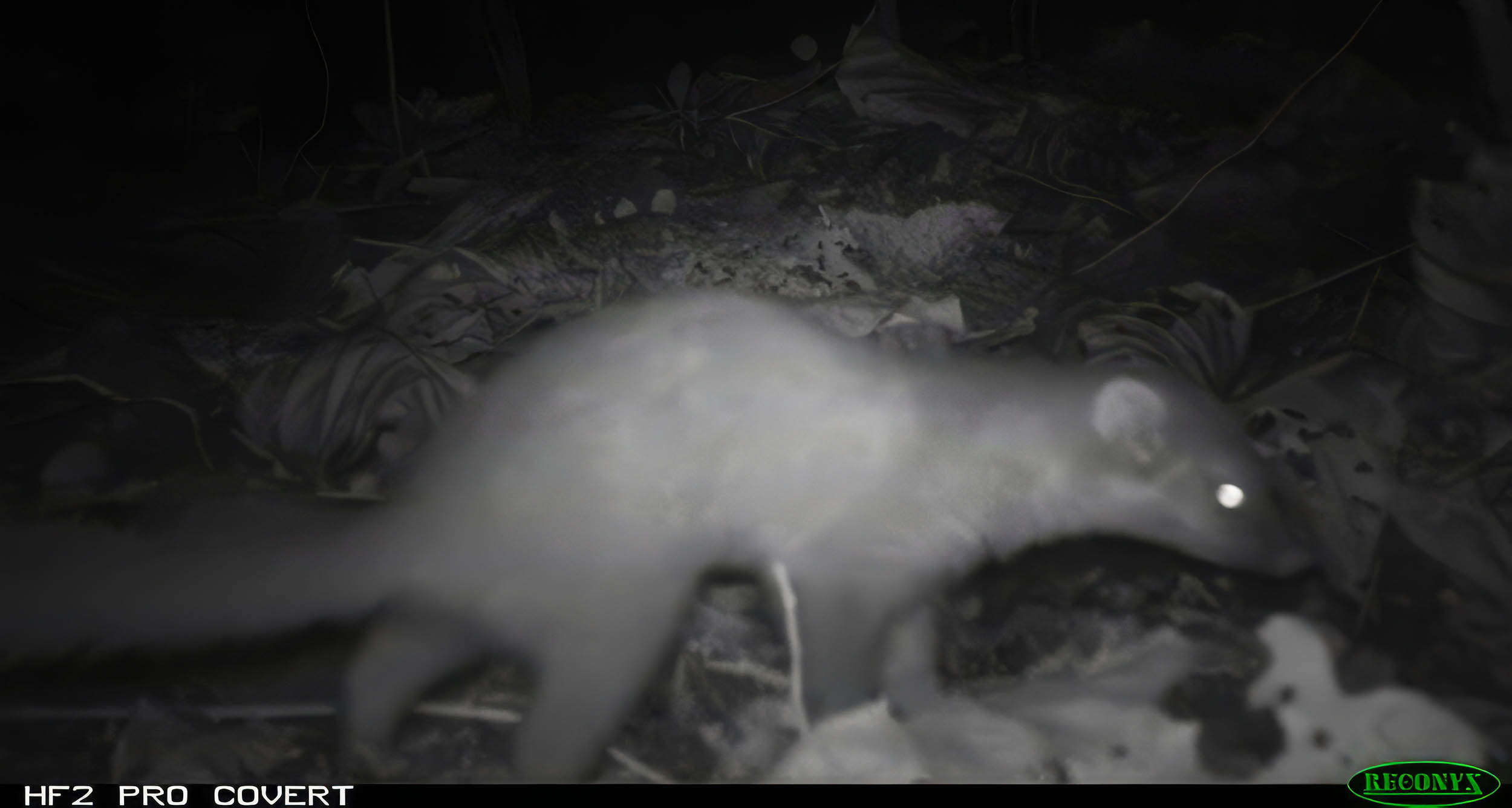 À la découverte du blaireau-furet de Bornéo, un petit carnivore nocturne menacé et rarement observé
