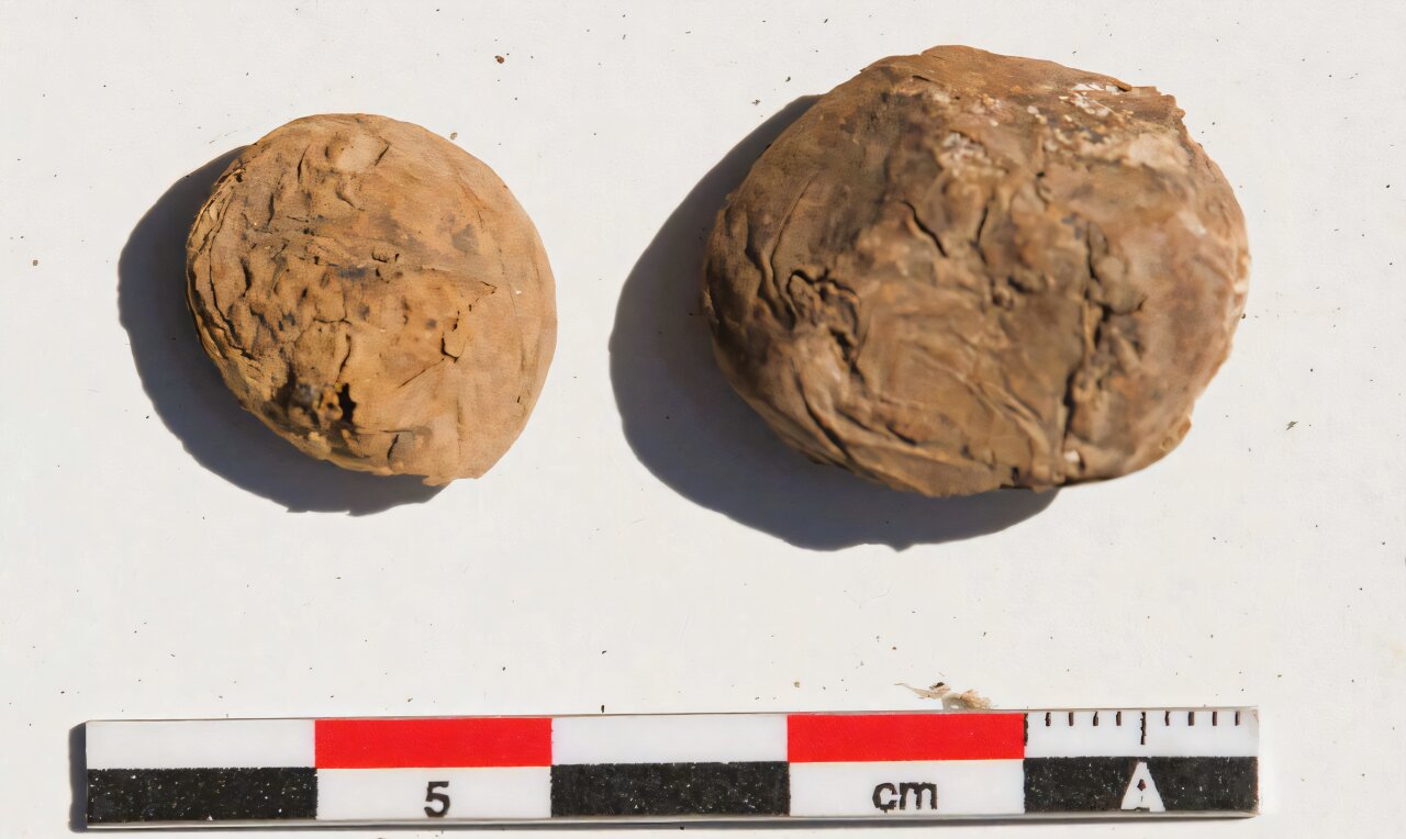 De rares pommes de terre lyophilisées vieilles de 500 ans découvertes sur un site côtier inca