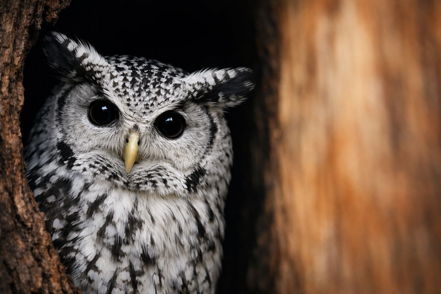 Le mystère de "l'oiseau du diable" au Sri Lanka : la science sur la piste d'une créature légendaire