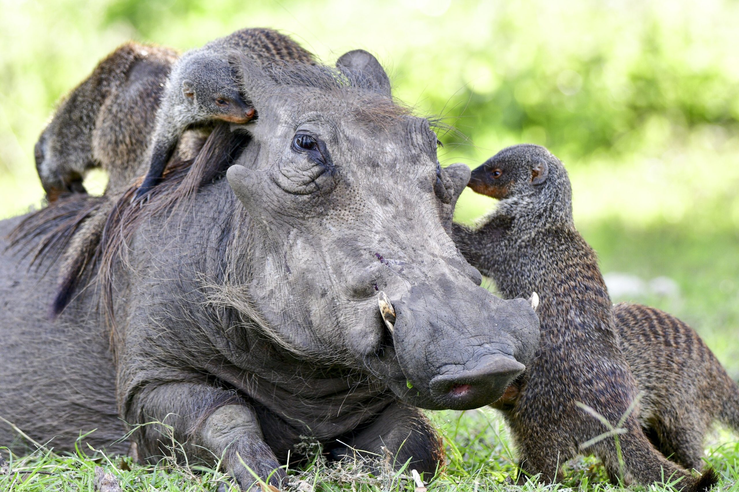 Comment les animaux communiquent pour coopérer au-delà des frontières entre espèces